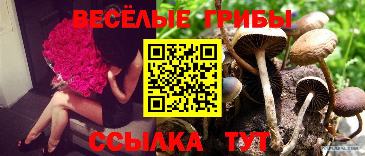 закладки  Галлюциногенные грибы Magic Shrooms  Вход с VPN  Мценск 